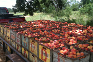 Vogel Tractors and Orchard
